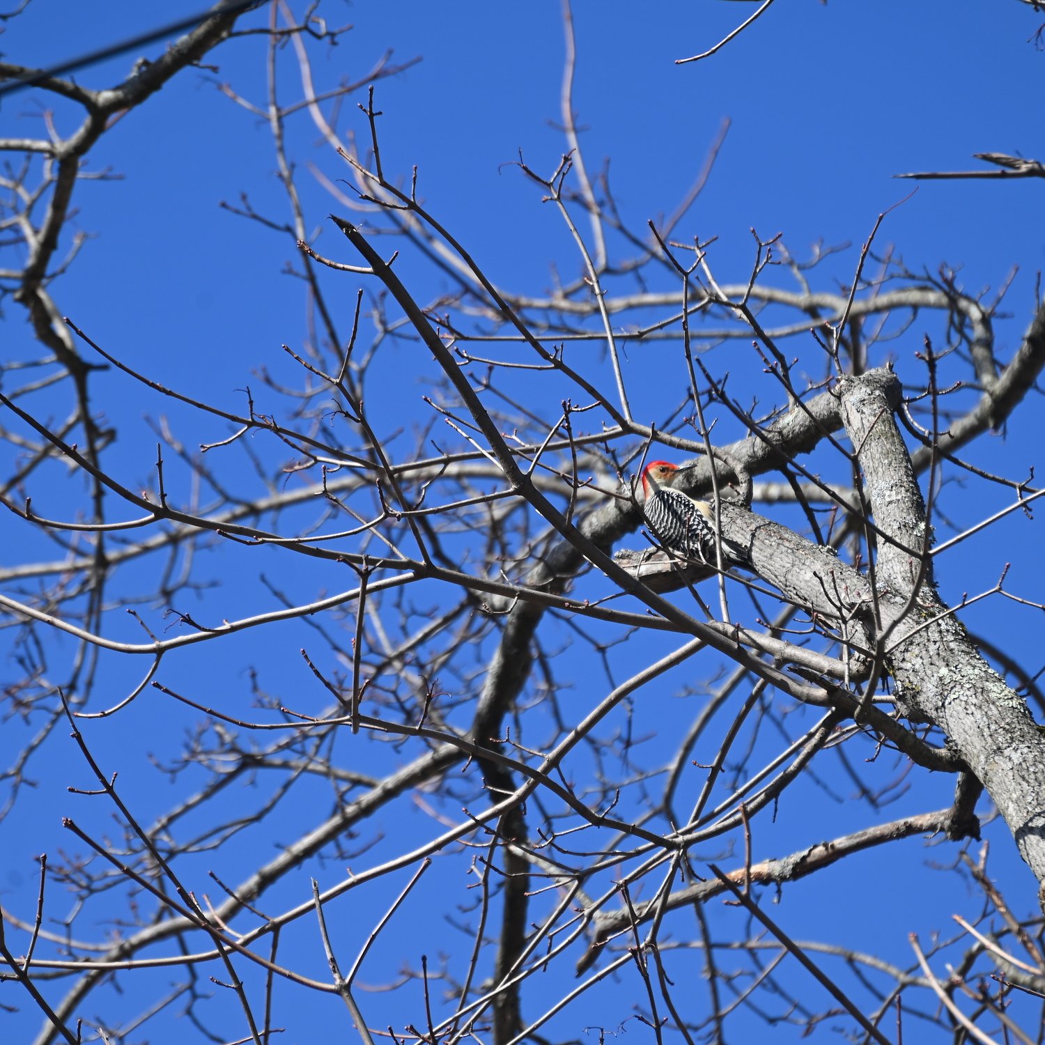 Woodpecker