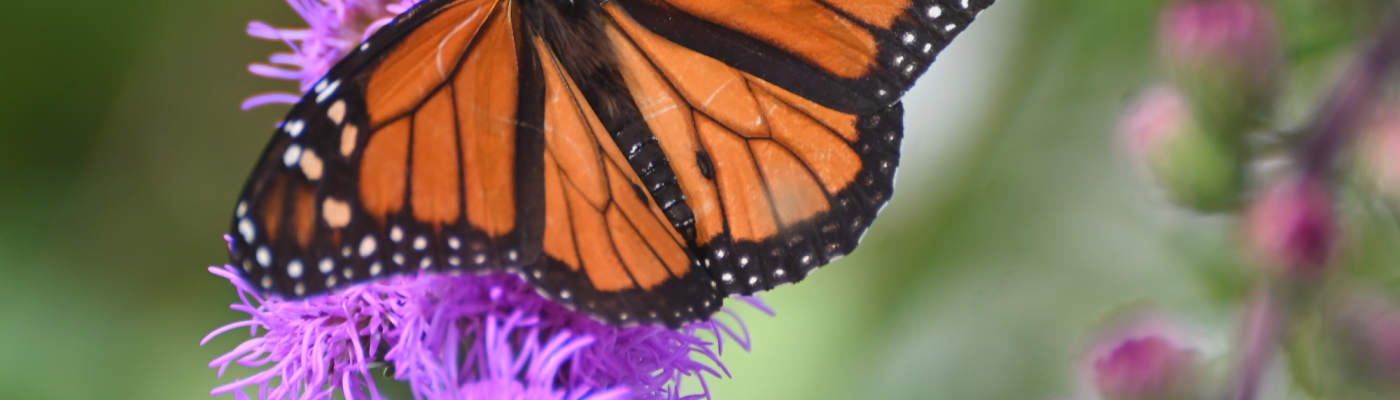 Black and Orange Butterflys