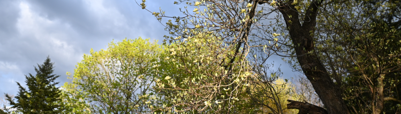 Capturing spring colors