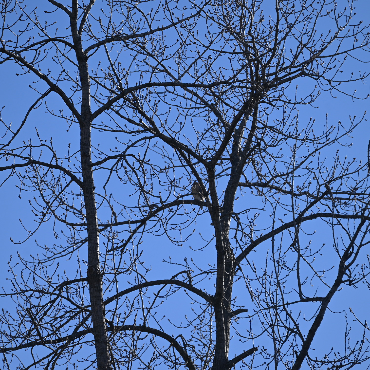 Owl at tree-top