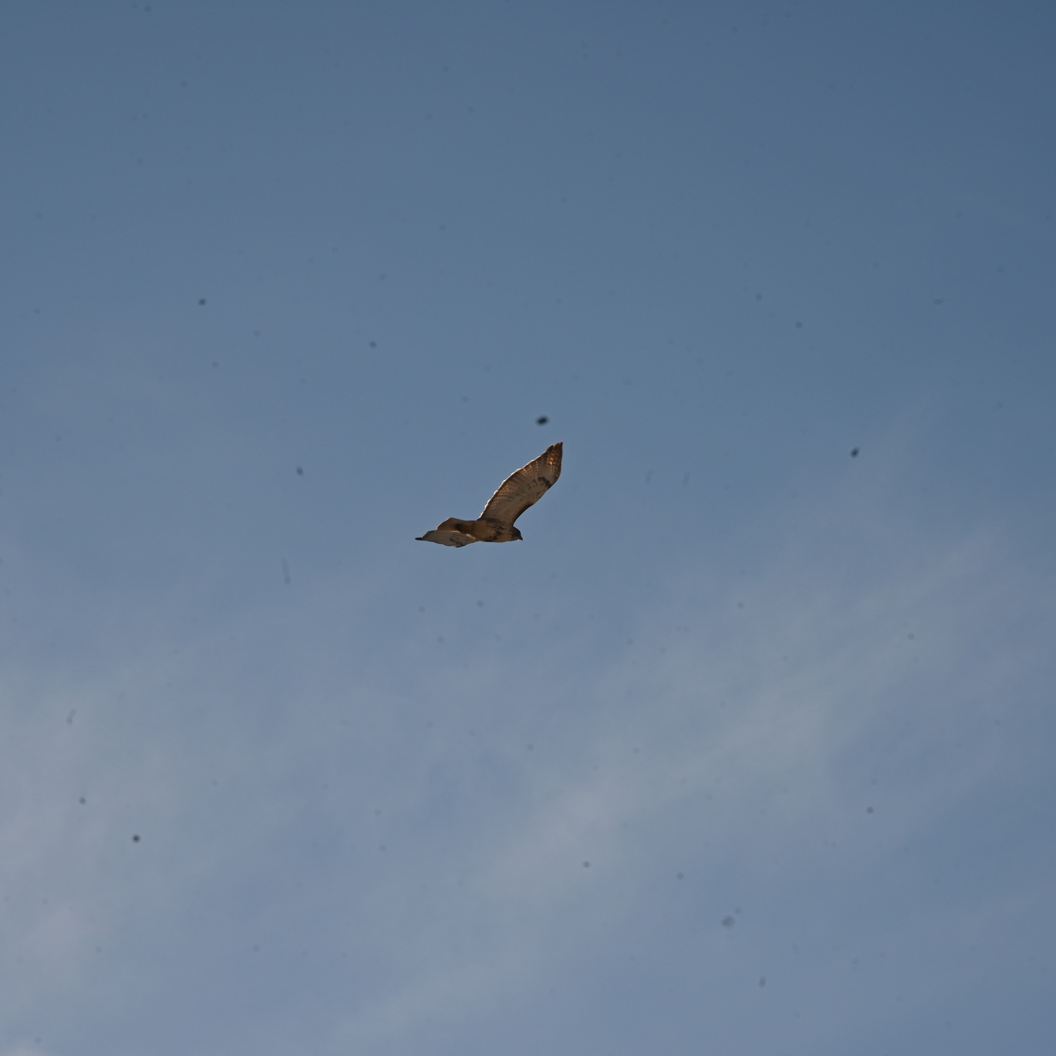 Hawk on sky