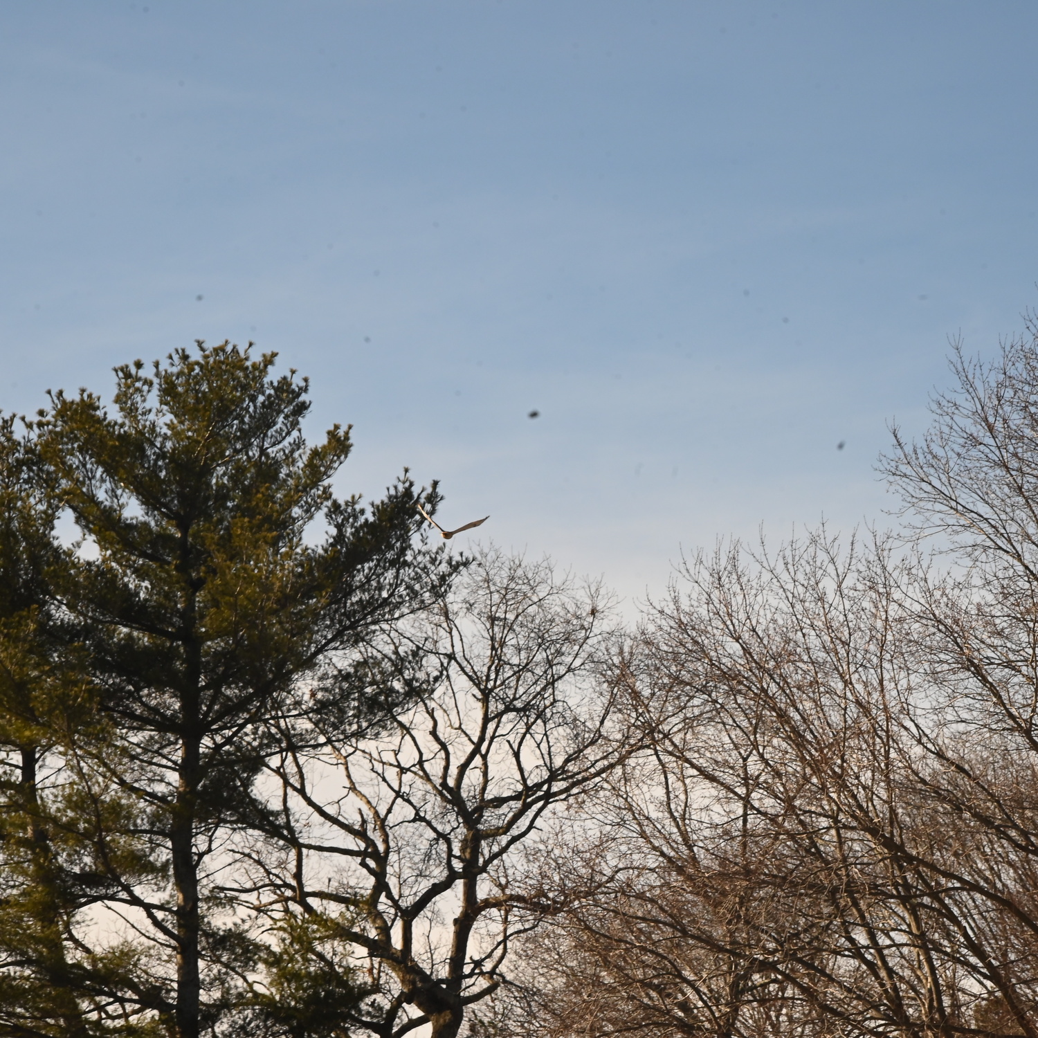 Hawk and trees