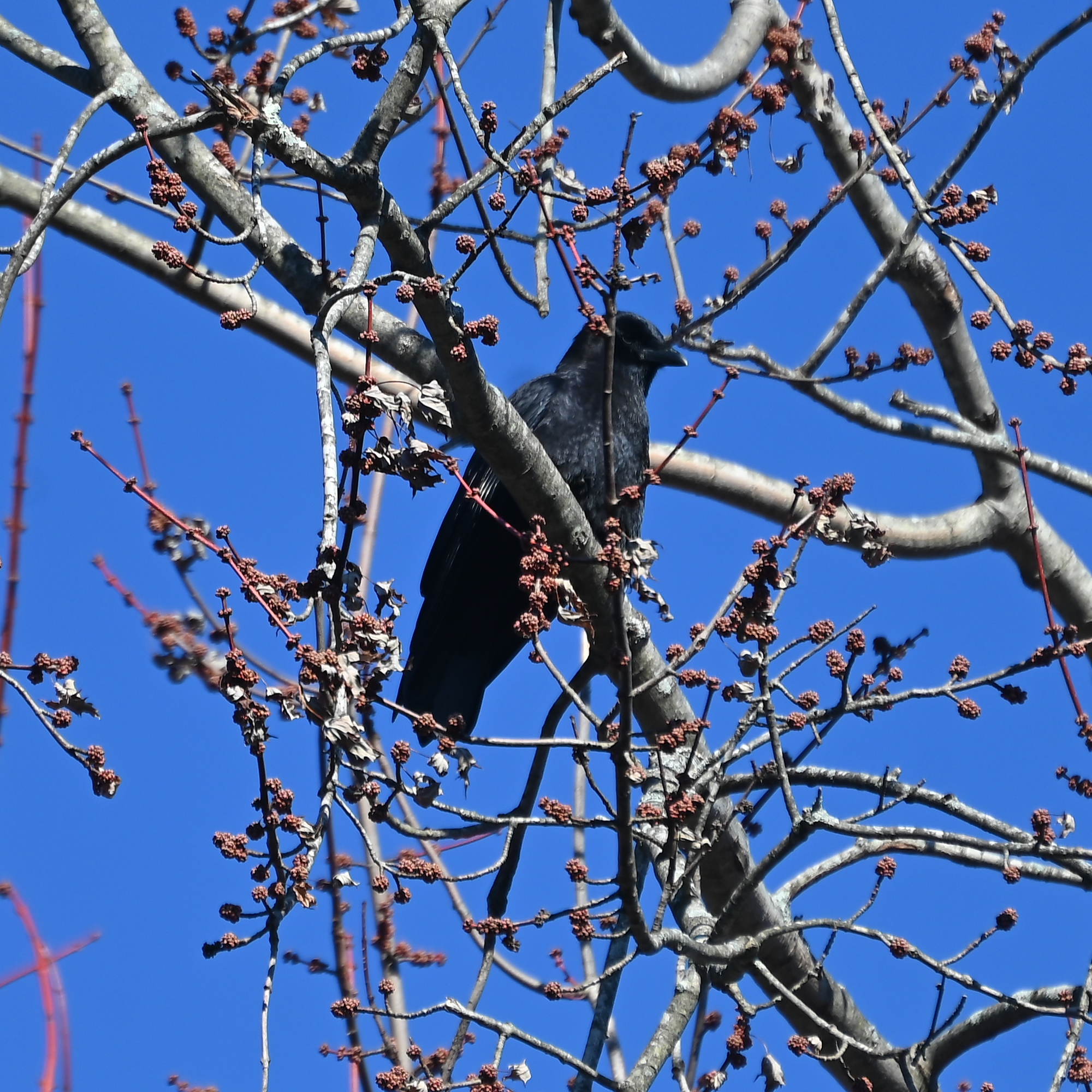 Crow Unknown Type 2023